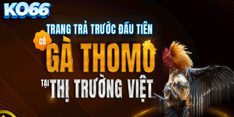 Game Bài KO66 - Đánh Bài Cào Tố Thắng Dễ Rút Tiền Cực Nhanh